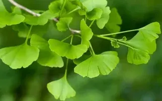 Ginkgo Biloba