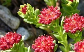 Rhodiola Rosea