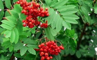 Hawthorn Berry